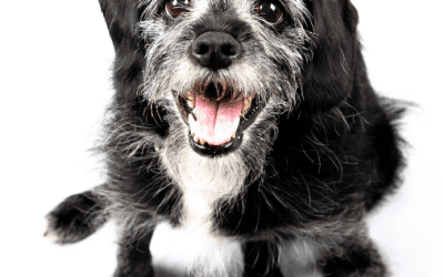 Give a Senior Pet a Forever Home This November!