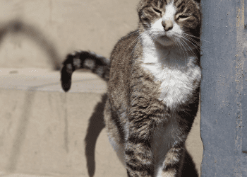 Senior Cat Comfort: Recognizing and Treating Arthritis