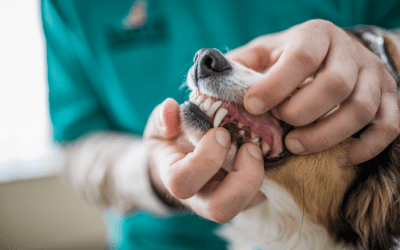 Pet Dental Health Month: Is a Dental Cleaning Too Risky for Your Senior Dog?