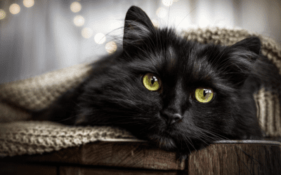 The Myth and Reality of “Black Dog and Cat Syndrome”