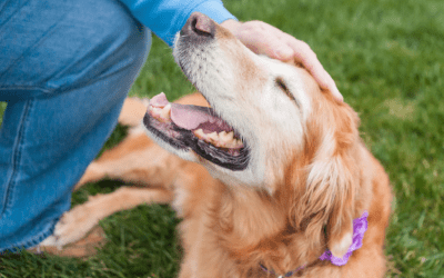 Companionship for Senior Pets: Enhancing Their Golden Years