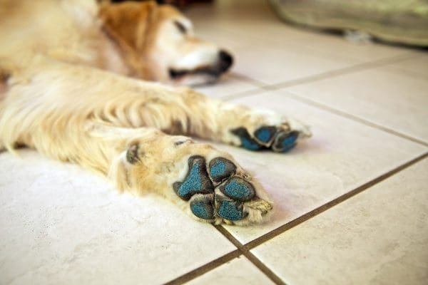 Pawfriction Kit applied to Golden Retriever Senior Dog