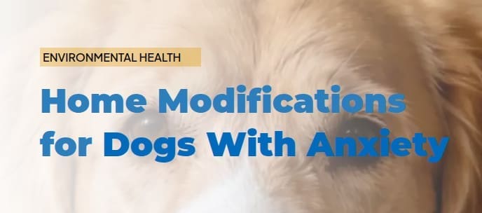 modifications-for-senior-dog-anxiety