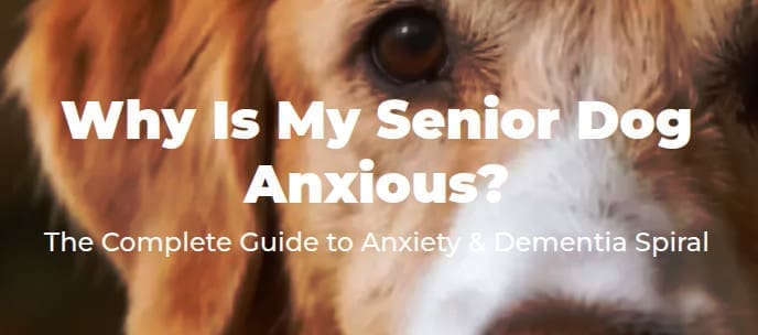 Why is my dog anxious image callout